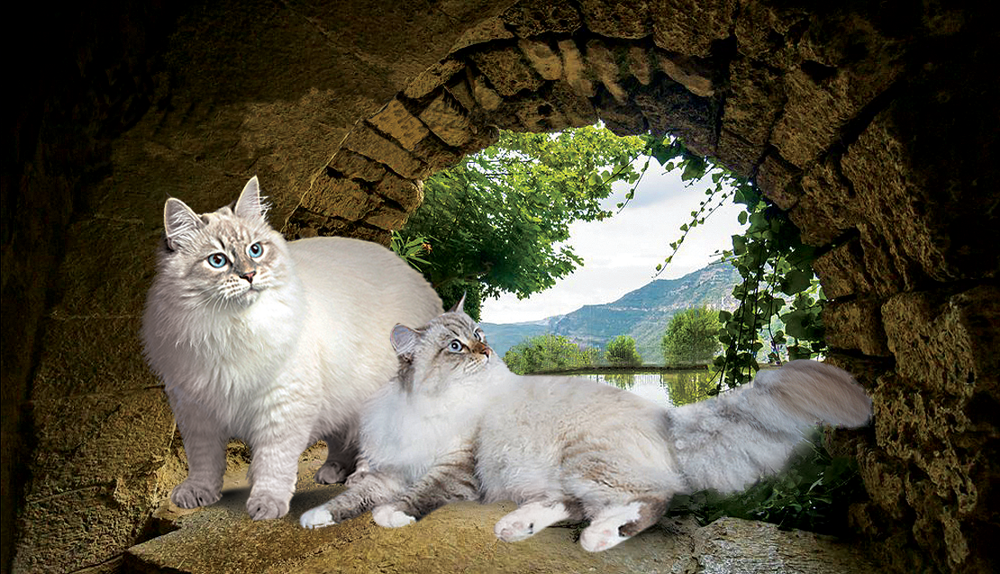 Cattery Of Siberian And Neva Masquerade Cats Koenig Glance